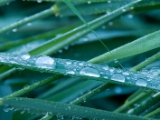 Dew on leaves at Varnæs Vig