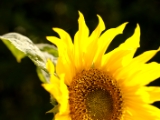 Summer in my own garden