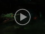Disneyland Drage