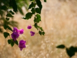 DSC 0151