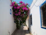 DSC 0195